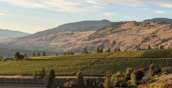 Osoyoos And The Grape Picking