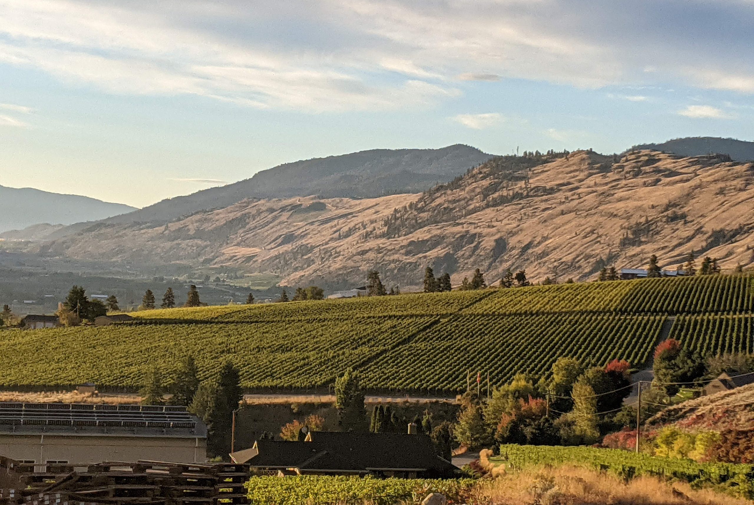 Osoyoos And The Grape Picking